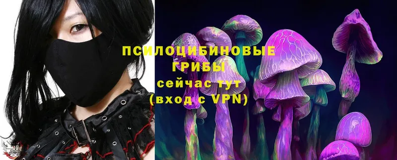 darknet клад  Алейск  Псилоцибиновые грибы Magic Shrooms 